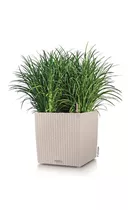 Lechuza - CUBE Cottage 50 lichtgrau Lechuza - CUBE Cottage 50 lichtgrau