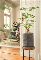 Lechuza - TRENDCOVER 23 Feltdark grey