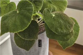 Lechuza - TRENDCOVER 32 Feltlight grey