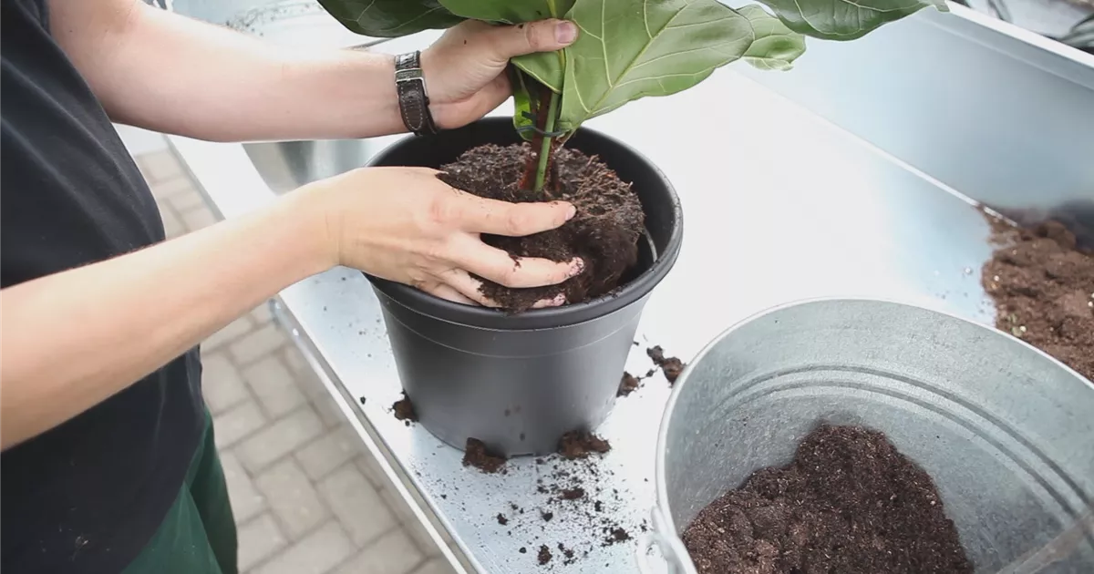  - Geigenbaum - Einpflanzen in ein Gefäß