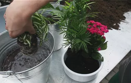 Schale - Einpflanzen von Zimmerpflanzen