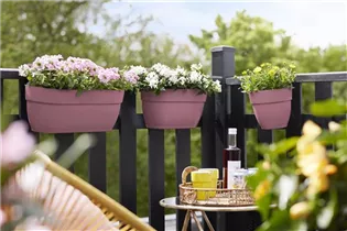 elho medium puderrosa - vibia campana easy hanger