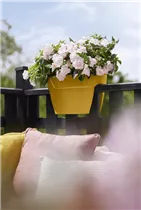 elho 40cm honig gelb - vibia campana flower bridge