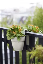 elho 21cm seidenweiß - vibia campana flower twin