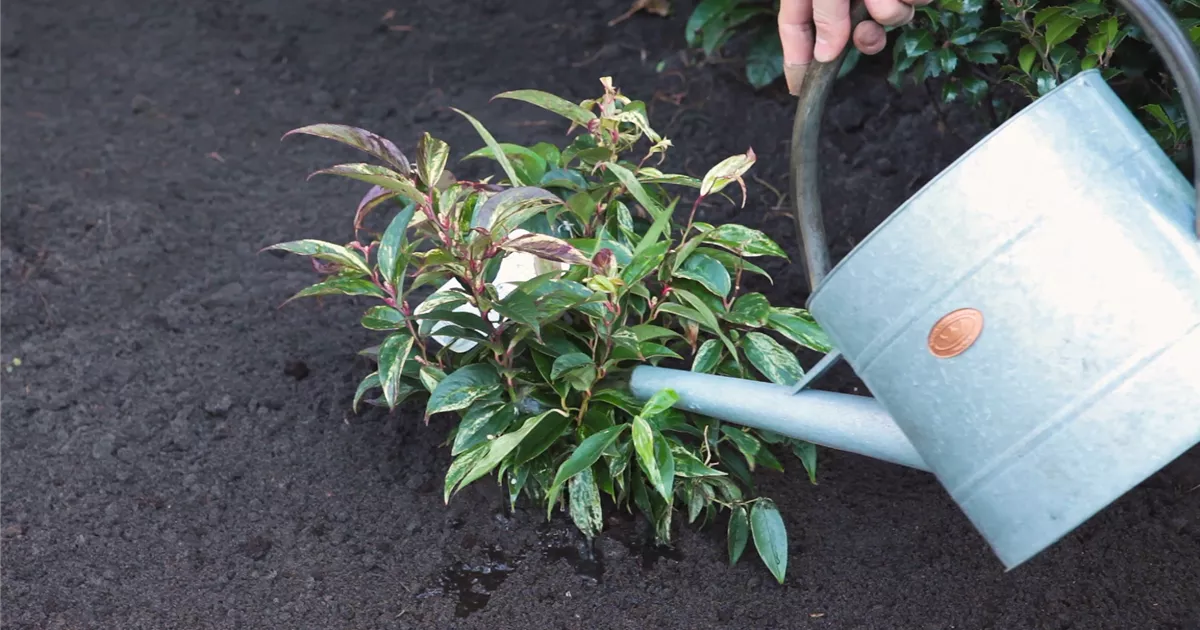  - Traubenmyrte - Einpflanzen im Garten