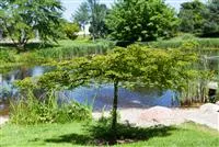 - Gartenteich easy going - so klappt's  - Gartenteich easy going - so klappt's