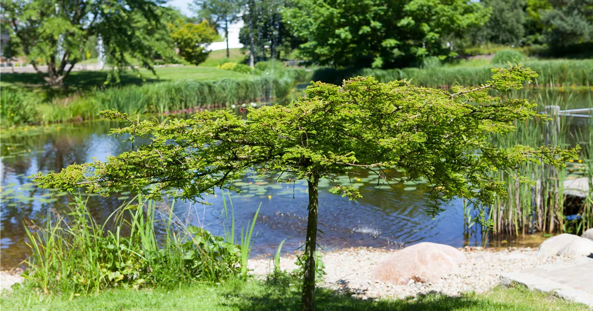  - Gartenteich easy going - so klappt's