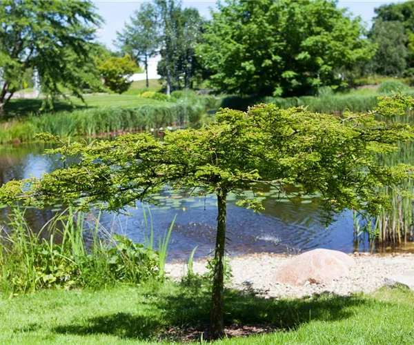 - Gartenteich easy going - so klappt's  - Gartenteich easy going - so klappt's