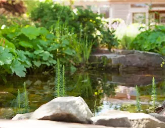 Gartenteich gefällig? So gelingt das heimische Wasserbiotop