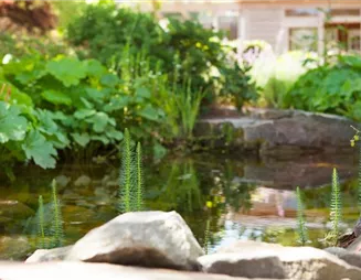 Gartenteich gefällig? So gelingt das heimische Wasserbiotop