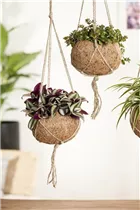 - Tradescantia zebrina  - Tradescantia zebrina