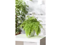 Adiantum raddianum 'Fritz Lüthi' - Frauenhaarfarn 'Fritz Lüthi' Adiantum raddianum 'Fritz Lüthi' - Frauenhaarfarn 'Fritz Lüthi'