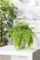 Adiantum raddianum 'Fritz Lüthi' - Frauenhaarfarn 'Fritz Lüthi' Adiantum raddianum 'Fritz Lüthi' - Frauenhaarfarn 'Fritz Lüthi'
