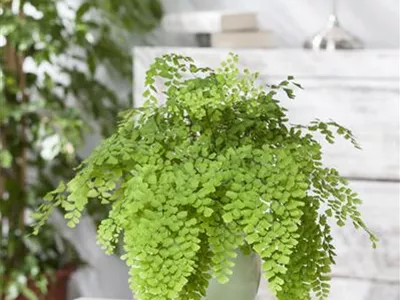 Adiantum raddianum 'Fritz Lüthi' - Frauenhaarfarn 'Fritz Lüthi' Adiantum raddianum 'Fritz Lüthi' - Frauenhaarfarn 'Fritz Lüthi'