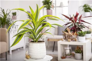 Dracaena fragrans 'Lemon Lime' - Drachenbaum 'Lemon Lime' Dracaena fragrans 'Lemon Lime' - Drachenbaum 'Lemon Lime'