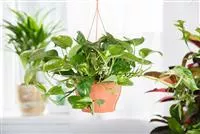 - Efeutute - der lufterfrischende Glücksbringer  - Efeutute - der lufterfrischende Glücksbringer