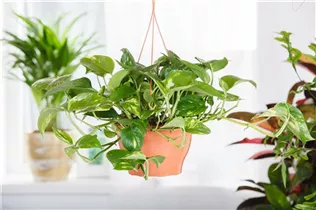 Epipremnum aureum - Goldene Efeutute