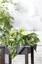 Epipremnum aureum - Goldene Efeutute