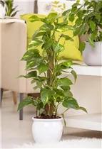 Epipremnum aureum - Goldene Efeutute