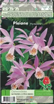 Blumenzwiebeln - Gartenorchidee Pleione Formosana - 1 Stück