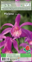 Blumenzwiebeln - Gartenorchidee Pleione Tongariro - 1 Stück