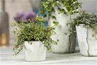 - Mühlenbeckia - eine Zierde für drinnen und draußen  - Mühlenbeckia - eine Zierde für drinnen und draußen