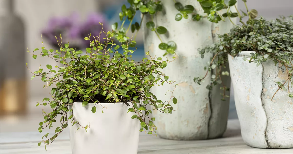  - Mühlenbeckia - eine Zierde für drinnen und draußen