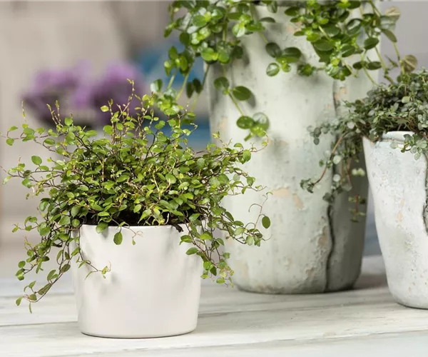 - Mühlenbeckia - eine Zierde für drinnen und draußen  - Mühlenbeckia - eine Zierde für drinnen und draußen