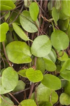 Muehlenbeckia axillaris - Teppich-Scheinknöterich Muehlenbeckia axillaris - Teppich-Scheinknöterich