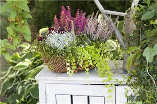 Lysimachia nummularia - Pfennigkraut Lysimachia nummularia - Pfennigkraut