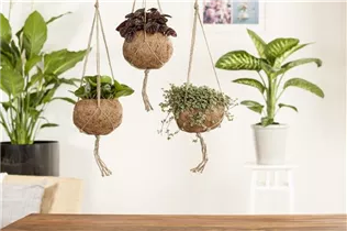 Pilea glauca - Kanonierblume Pilea glauca - Kanonierblume