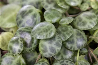 Peperomia - Peperomie