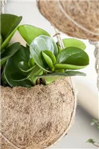 Peperomia obtusifolia 'Red Margin' - Peperomie 'Red Margin'