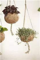 Pilea glauca - Kanonierblume Pilea glauca - Kanonierblume