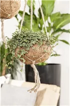 Pilea glauca - Kanonierblume Pilea glauca - Kanonierblume