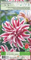 Blumenzwiebeln Premium - Gefüllte Lilien Magic Star - 2 Stück Blumenzwiebeln Premium - Gefüllte Lilien Magic Star - 2 Stück