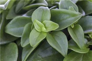 Peperomia 'Pixie' - Peperomie 'Pixie' Peperomia 'Pixie' - Peperomie 'Pixie'