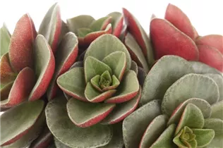 Peperomia - Peperomie