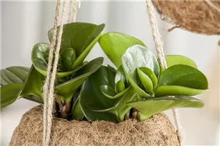 Peperomia obtusifolia - Peperomie