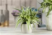 - Das Genie unter den Zimmerpflanzen – die Grünlilie  - Das Genie unter den Zimmerpflanzen – die Grünlilie