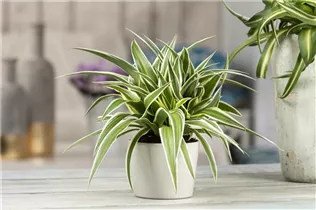 Chlorophytum comosum 'Ocean' - Grünlilie 'Ocean' Chlorophytum comosum 'Ocean' - Grünlilie 'Ocean'