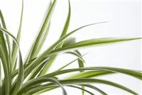 - Die Grünlilie in einer Hydrokultur  - Die Grünlilie in einer Hydrokultur