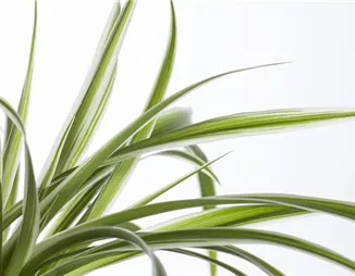 Die Grünlilie in einer Hydrokultur