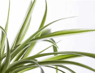 Die Grünlilie in einer Hydrokultur