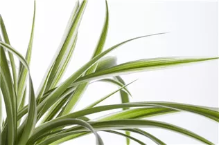 Chlorophytum comosum - Grünlilie Chlorophytum comosum - Grünlilie