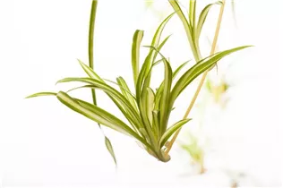 Chlorophytum comosum 'Variegatum' - Grünlilie 'Variegatum' Chlorophytum comosum 'Variegatum' - Grünlilie 'Variegatum'