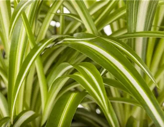 Zimmerpflanzen pflegen – Was tun bei Krankheiten und Co.?