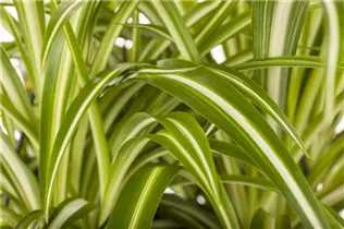 Chlorophytum comosum - Grünlilie Chlorophytum comosum - Grünlilie