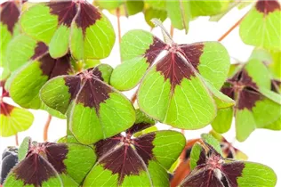 Oxalis deppei - Glücksklee Oxalis deppei - Glücksklee