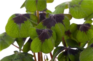 Oxalis deppei - Glücksklee Oxalis deppei - Glücksklee